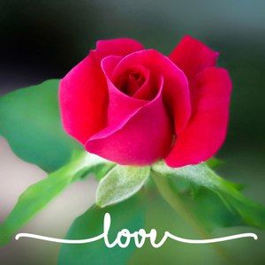 Meet your Posher, Nanette